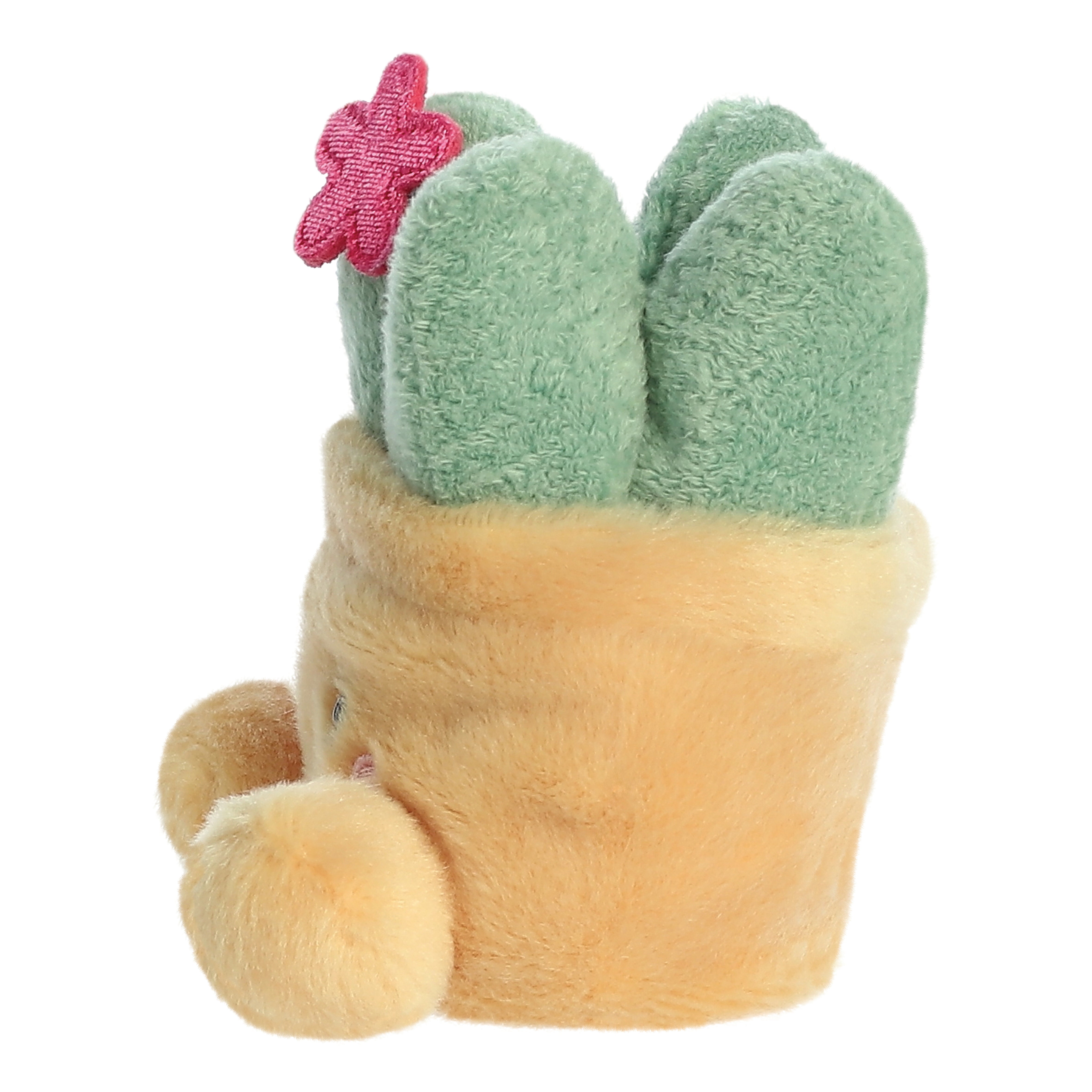 Palm Pals - Seyla Succulent 13cm